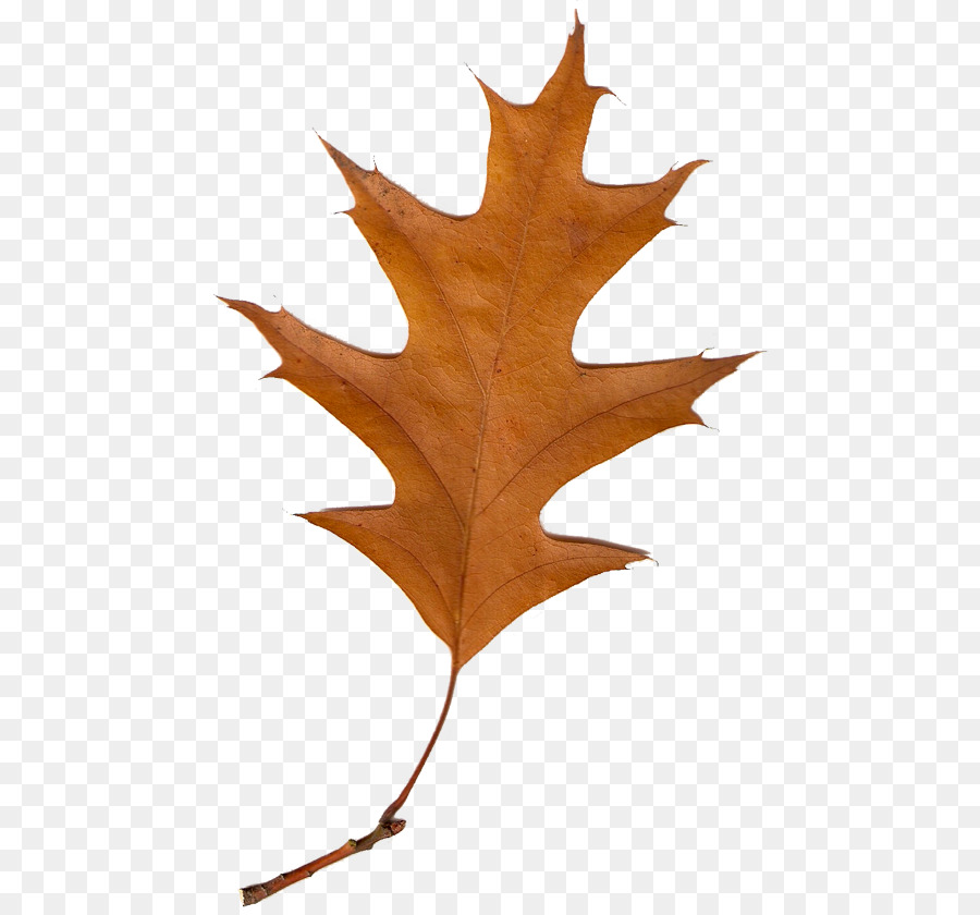 Feuilles Brunes，Automne PNG