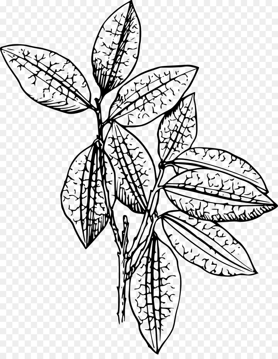 Plante，Dessin PNG