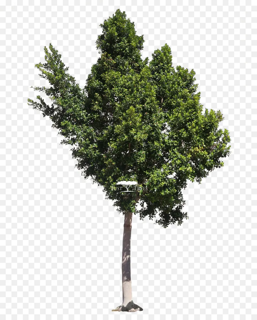 Arbre，Feuilles PNG