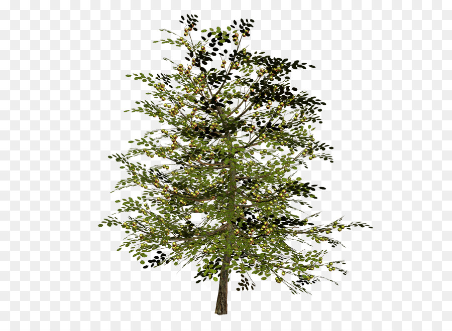 Arbre，Usine PNG