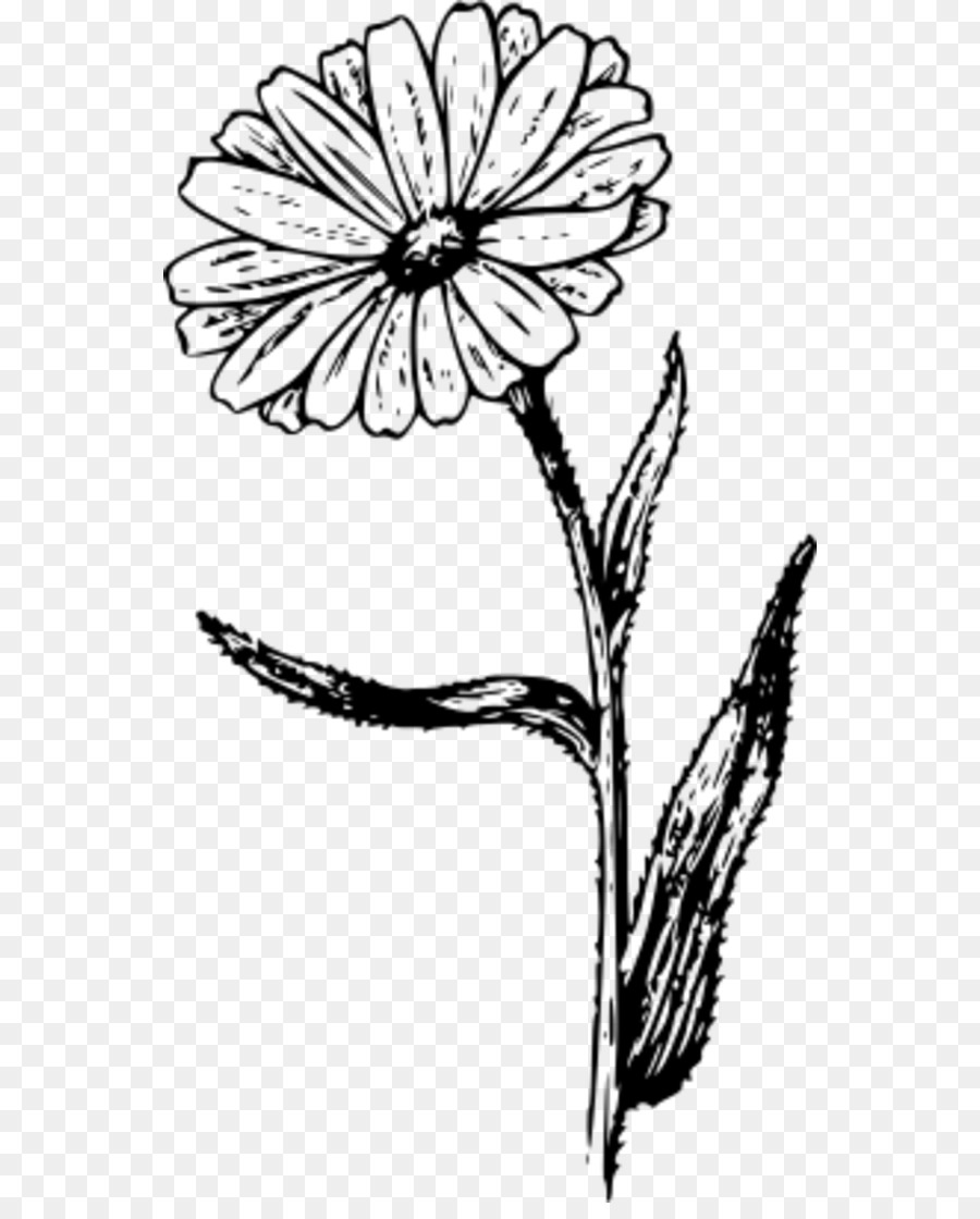 Dessin De Fleur Noir Et Blanc，Fleur PNG