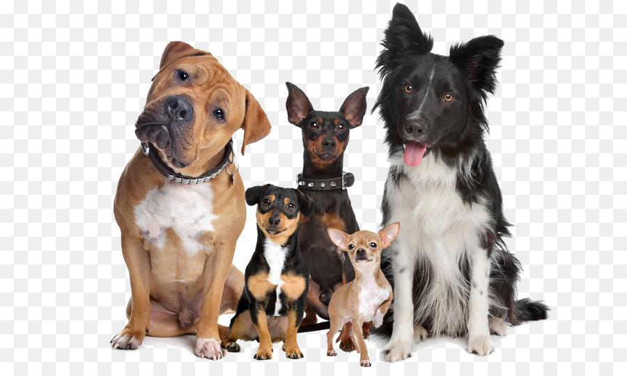 Chiens，Animaux De Compagnie PNG