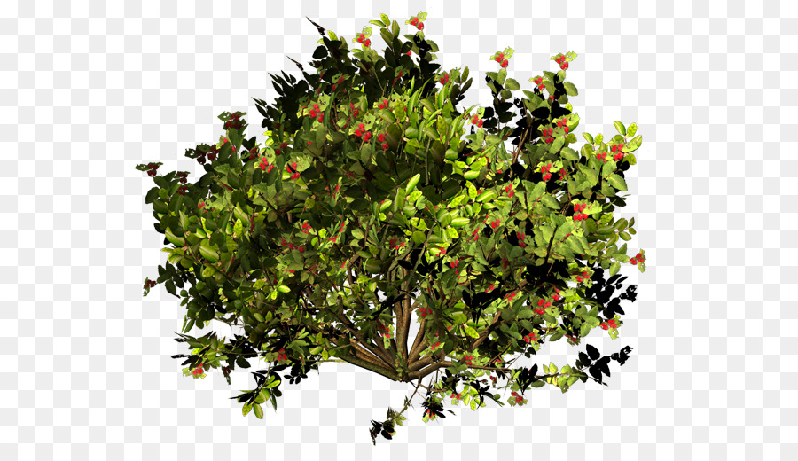 Evergreen，Arbuste PNG