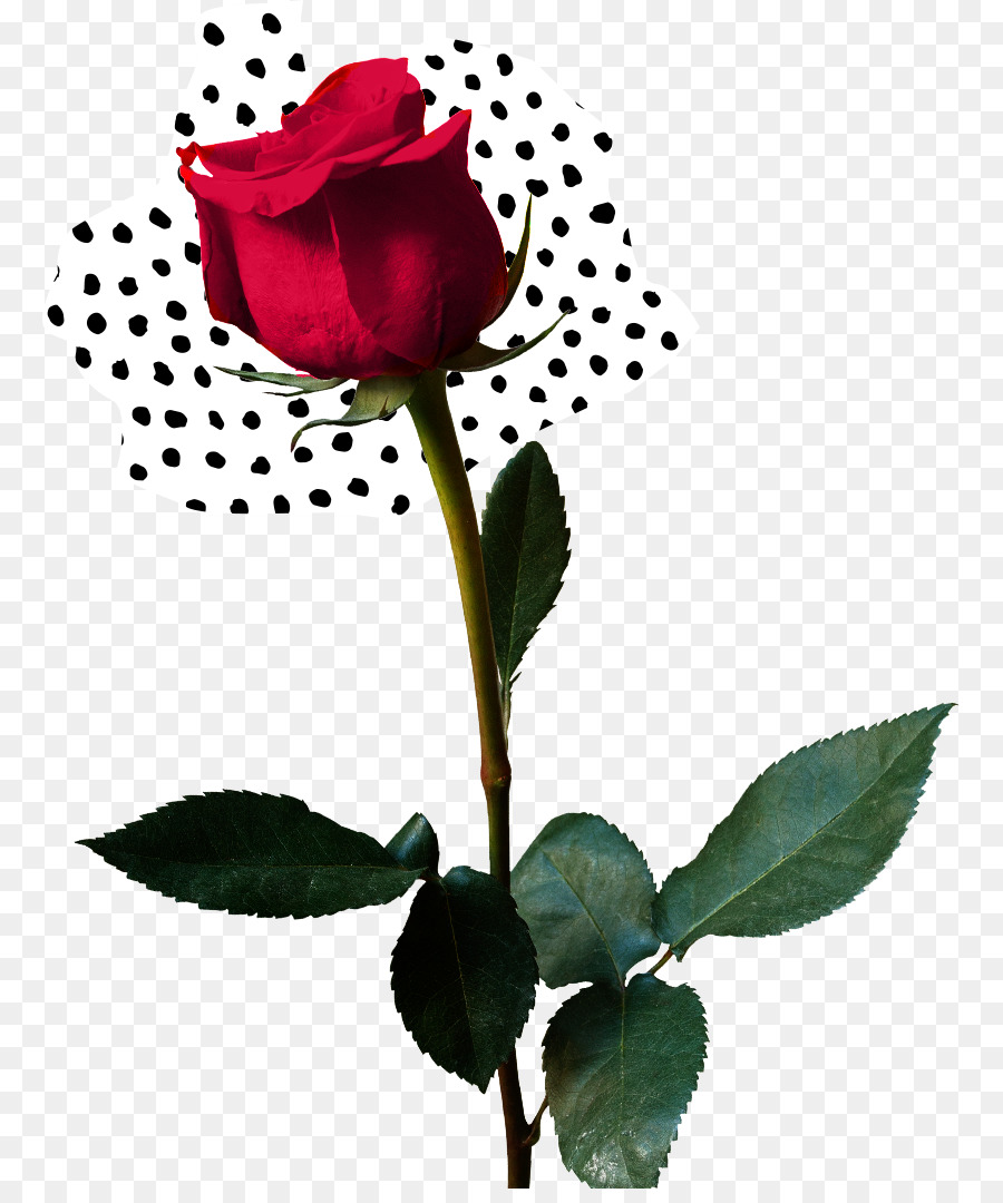 Les Roses De Jardin，Roses Centifolia PNG