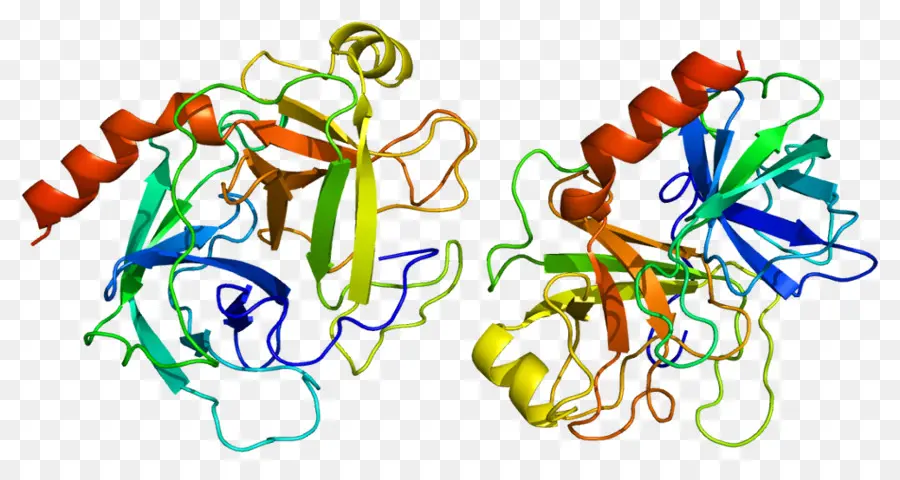 Structure Des Protéines，Biologie PNG