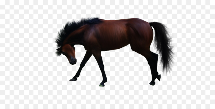 Poney，Cheval De Peinture Américain PNG