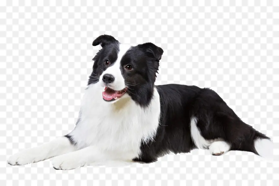 Chien Noir Et Blanc，Animal De Compagnie PNG