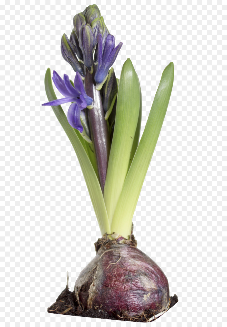 Bulbe à Fleurs，Floraison PNG