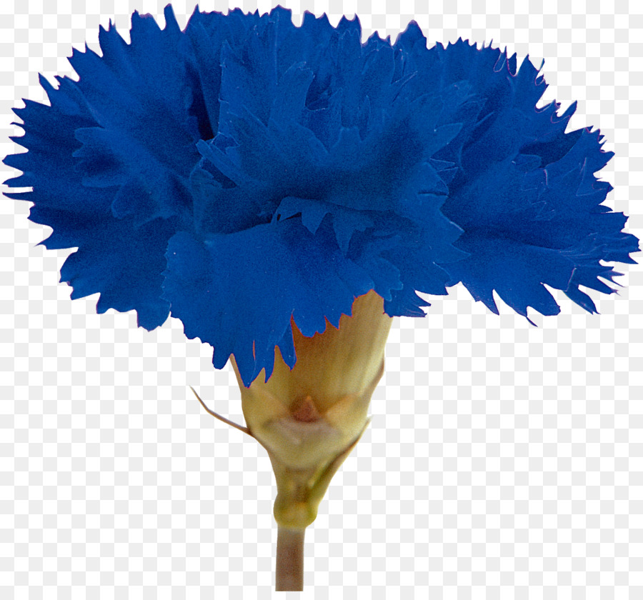 œillet，Couper Les Fleurs PNG