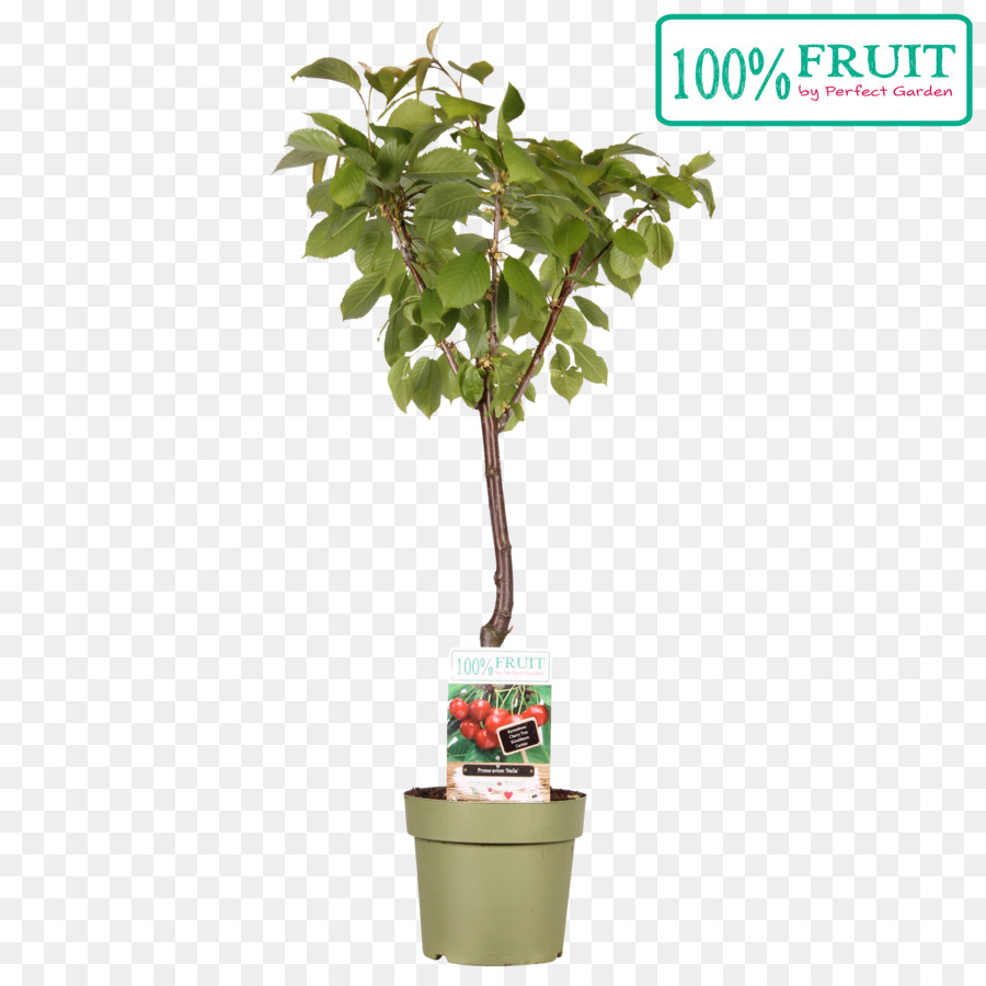 Flowerpot，L Argile PNG