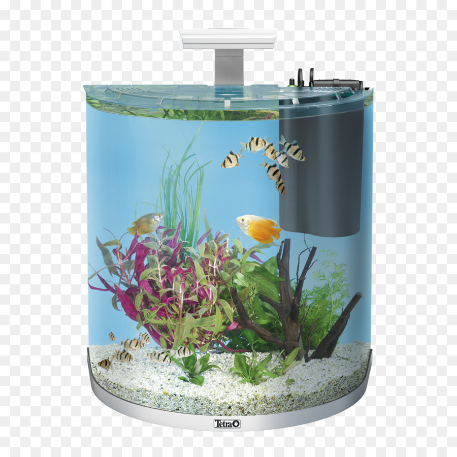 Tetra，Aquarium PNG