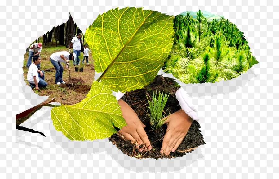 Plantation D'arbres，Environnement PNG