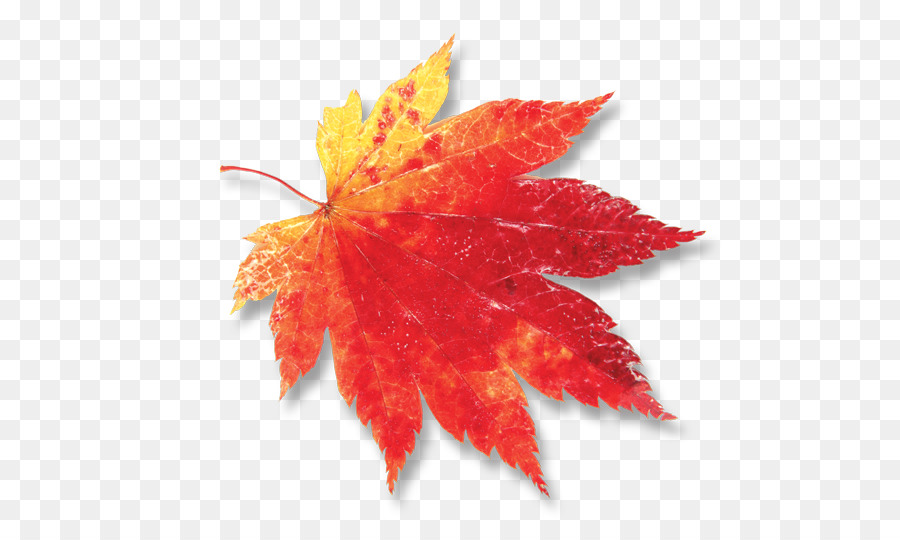 Feuilles D'automne，Automne PNG