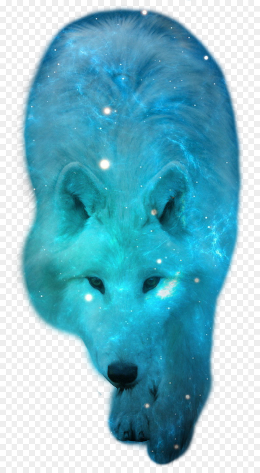 Loup Gris，L Art PNG