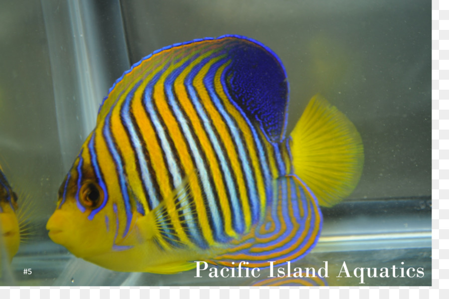 Les Aquariums，Biologie Marine PNG