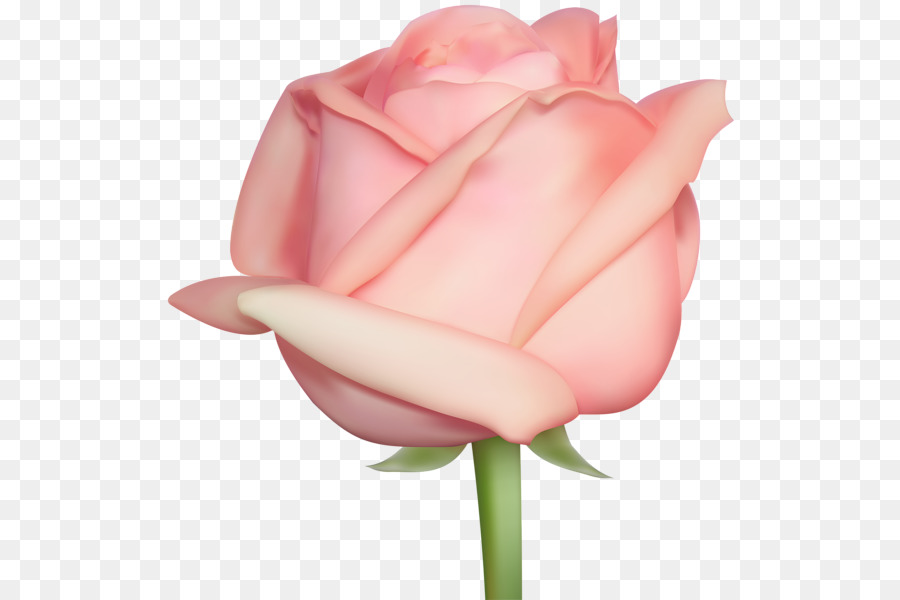 Pêche Rose，Floraison PNG