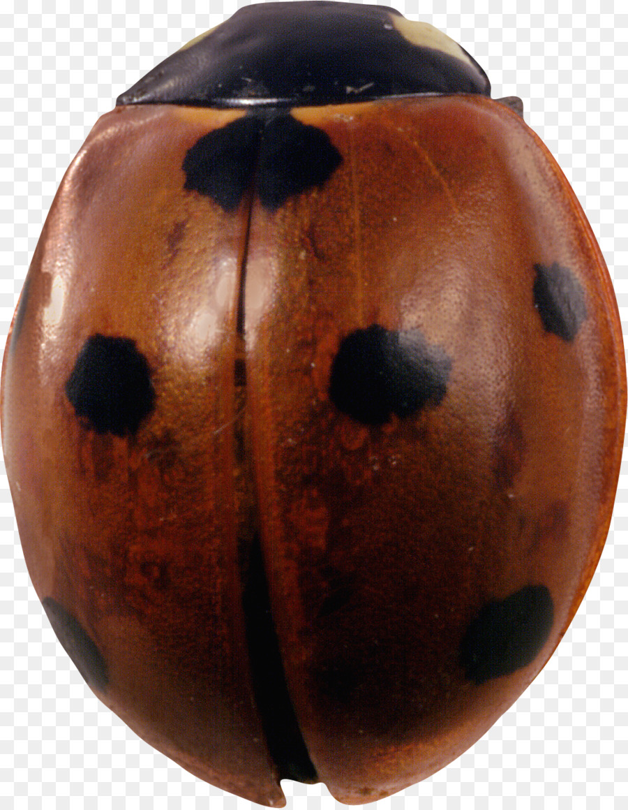 Scarabée，Coccinelle PNG