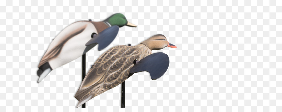 Mallard，Canard PNG