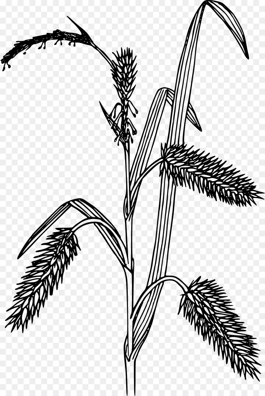L Art En Ligne，Carex Hystericina PNG