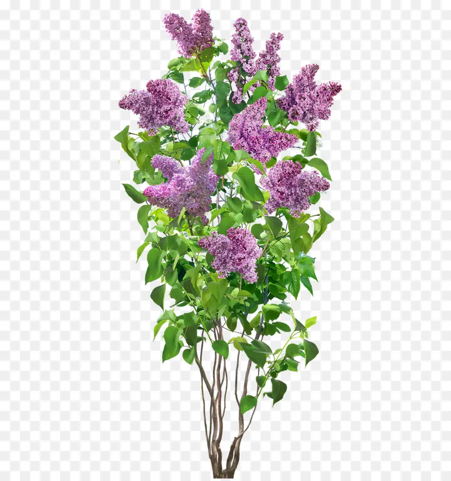 Arbre，Arbuste PNG