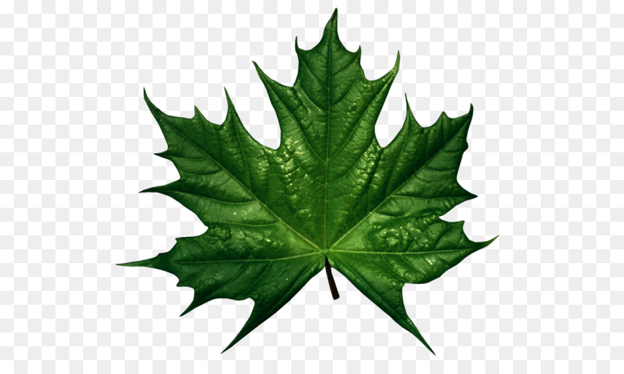 Feuille Verte，Usine PNG