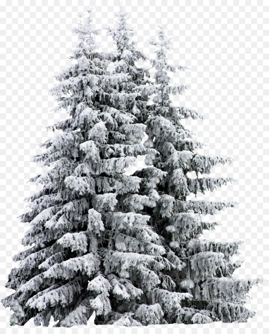 Arbre Enneigé，Hiver PNG