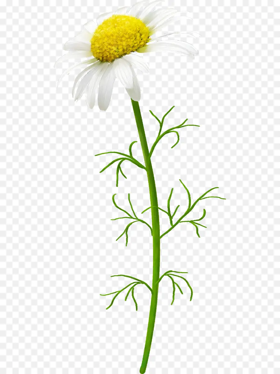 Marguerite Blanche，Usine PNG