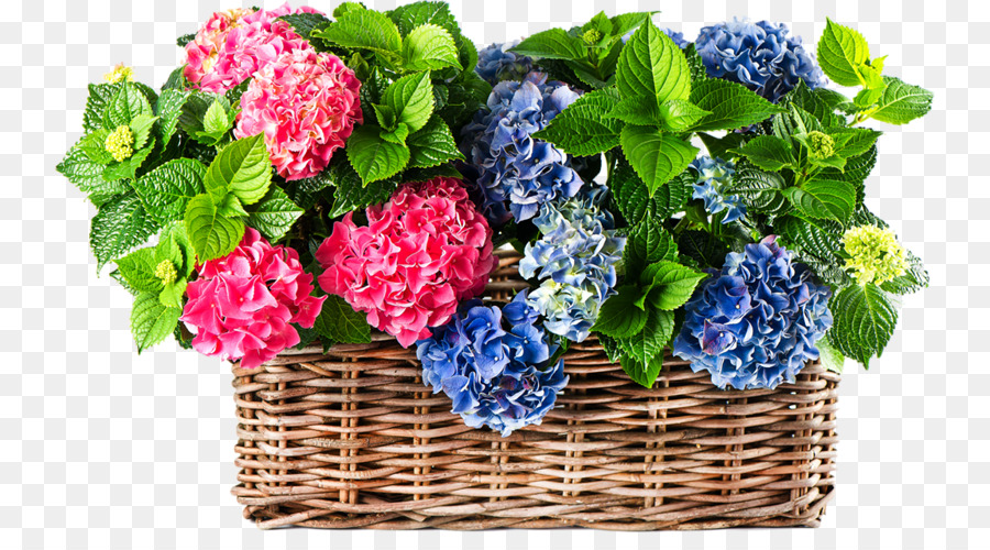 Fleurs D'hortensia，Panier PNG