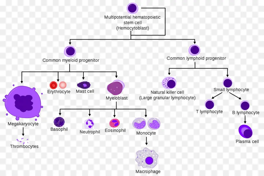 Diagramme D'hématopoïèse，Cellules PNG