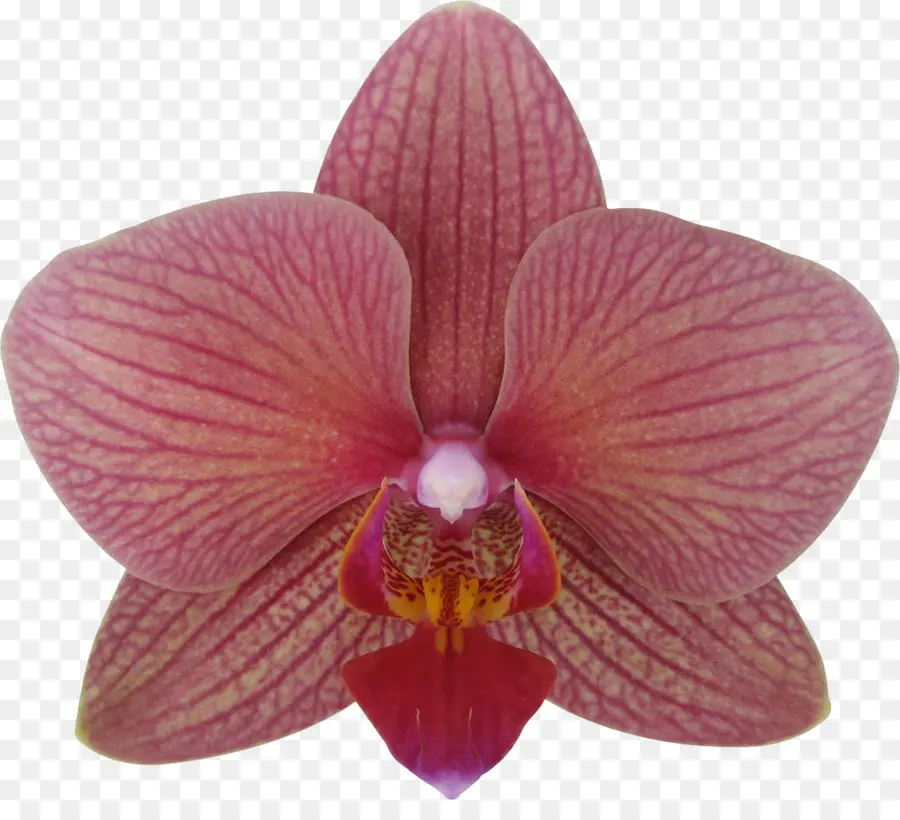 Orchidée，Floraison PNG