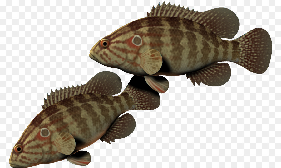 Poisson，Paire PNG