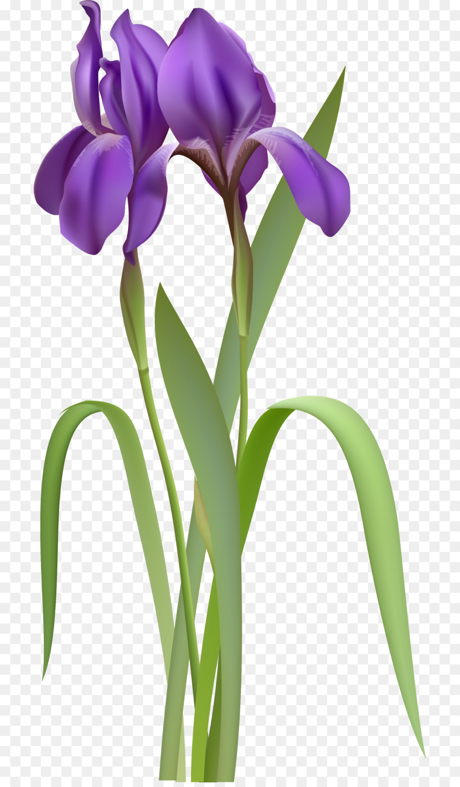 Iris Violet，Usine PNG