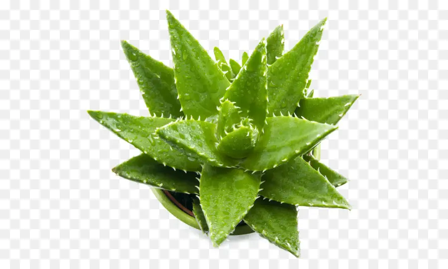 Aloé Véra，Succulent PNG