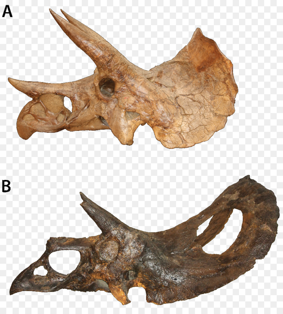 Tricératops，Torosaurus PNG