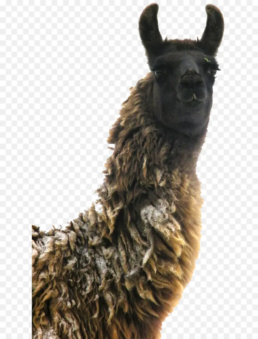 Lama，Fourrure PNG