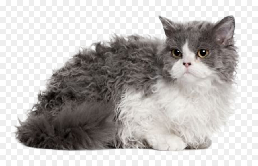 Chat Moelleux，Animal De Compagnie PNG