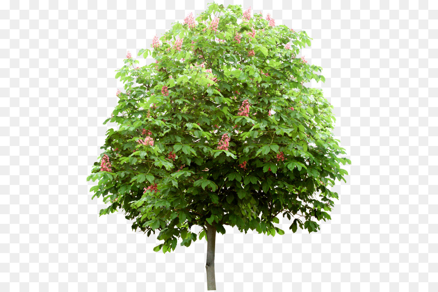 Arbre，Feuilles PNG