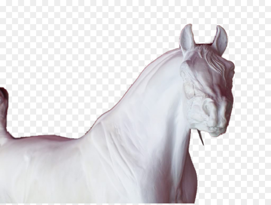 Cheval Arabe，Cheval Américain De Quart PNG