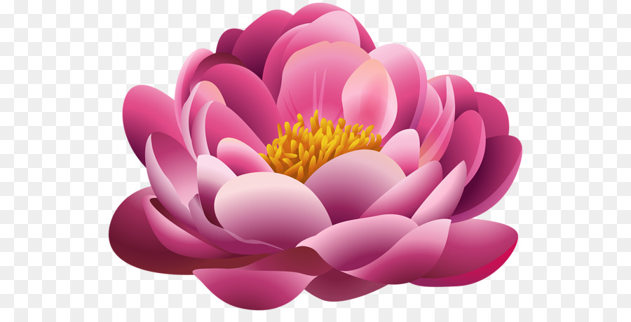 Fleur，Fleurs Roses PNG