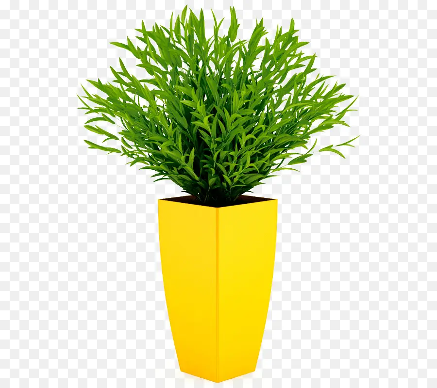 Plante En Pot Jaune，Pot PNG