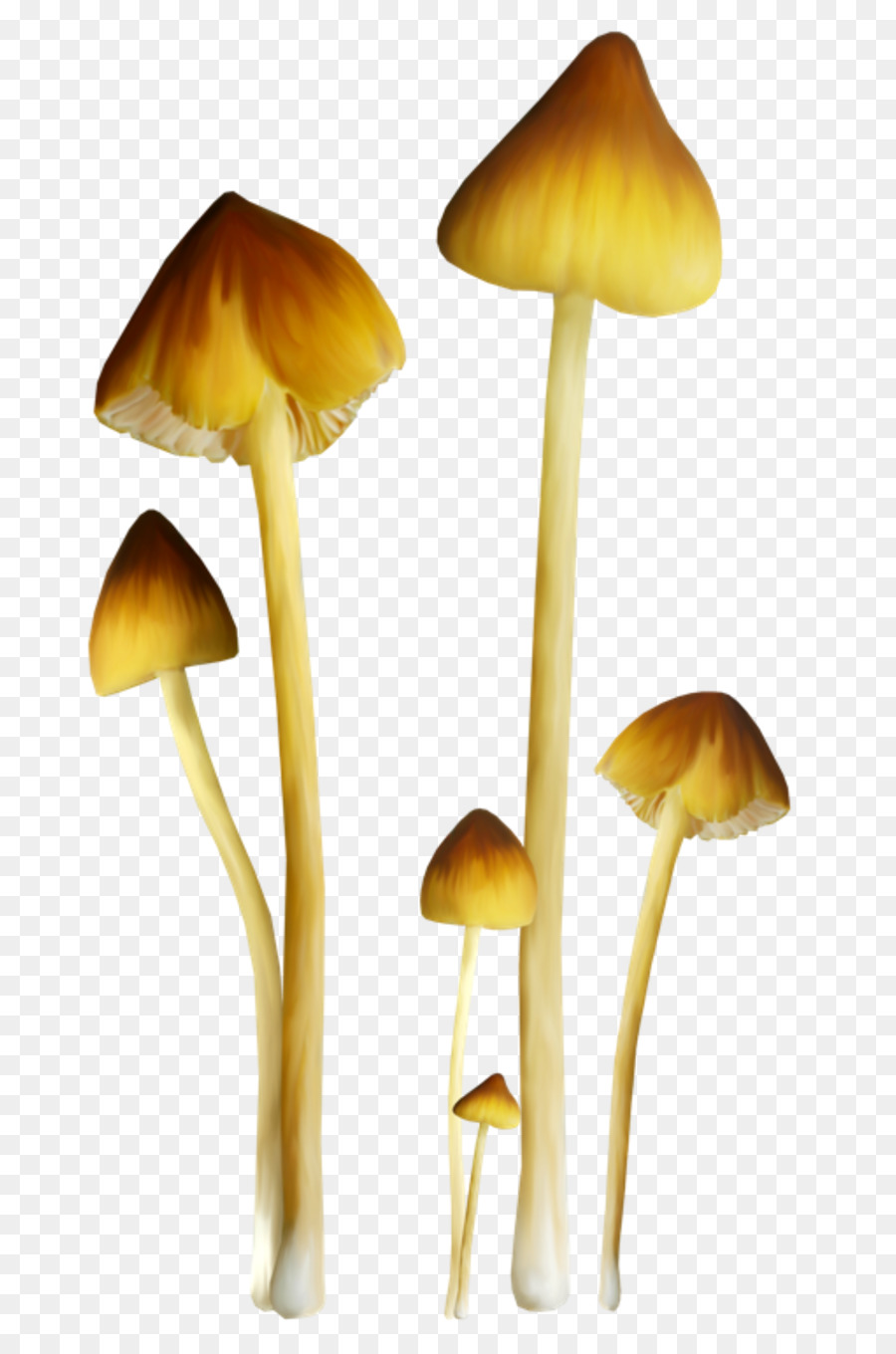 Champignons，Grappe PNG