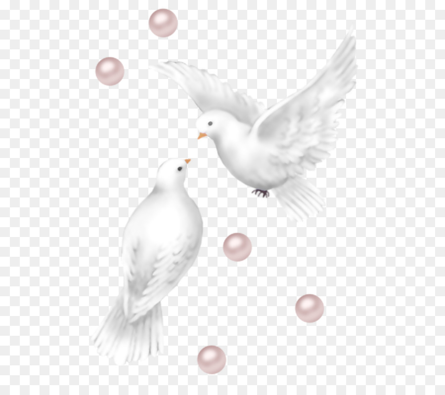 Columbidae La Liberation De La Colombe Mariage Png Columbidae La Liberation De La Colombe Mariage Transparentes Png Gratuit