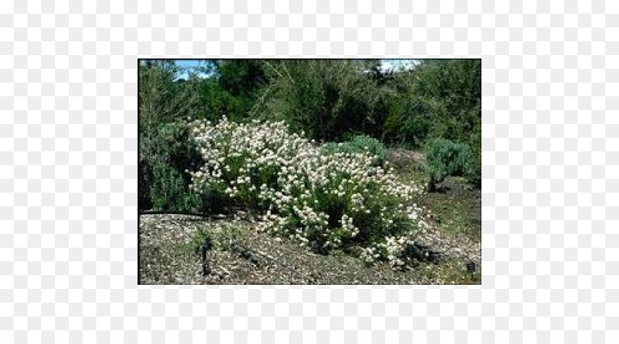 Arbuste，Olearia Ramulosa PNG