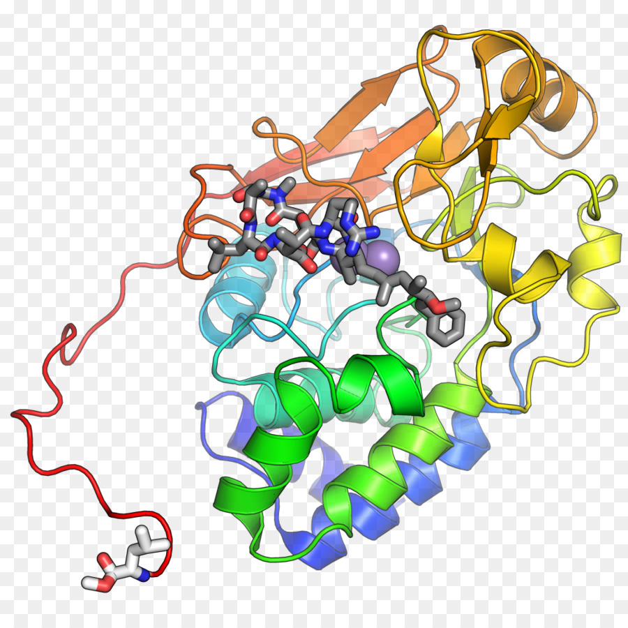 Structure Des Protéines，Biologie PNG