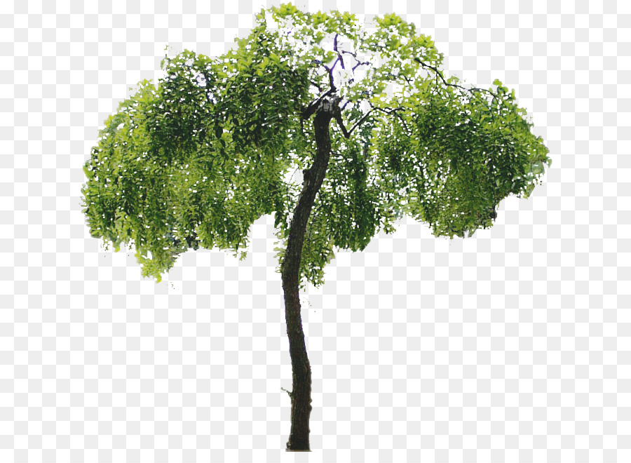 Arbre，Succursales PNG