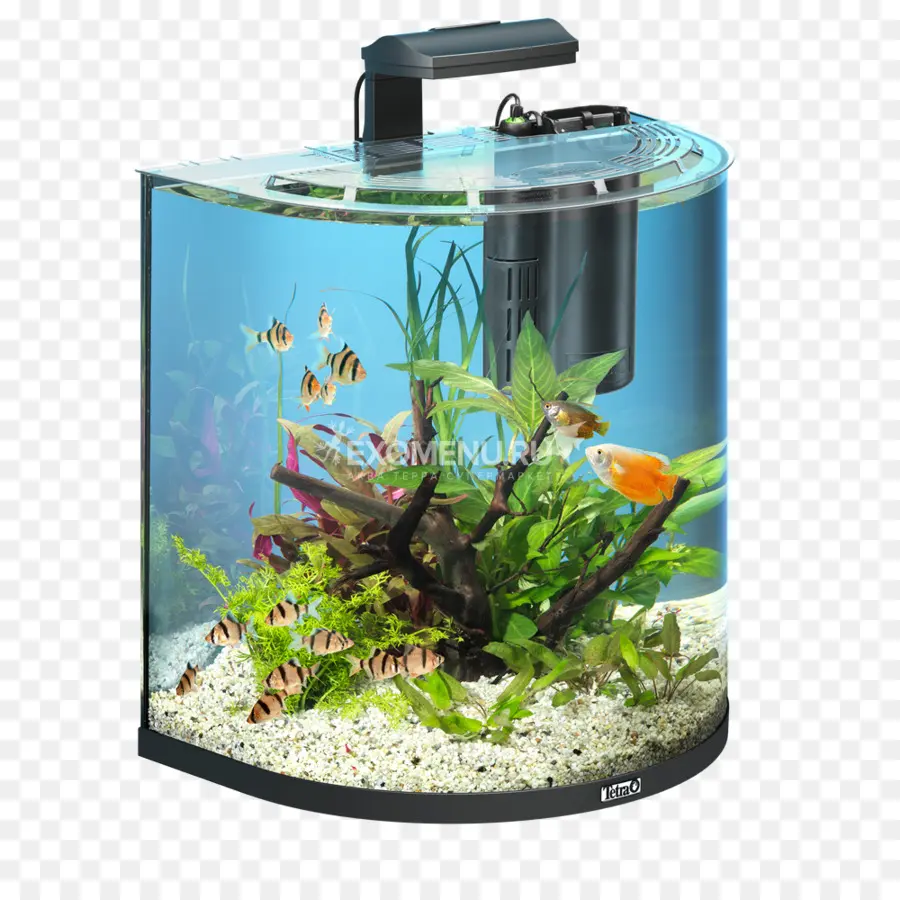 Aquarium，Poisson PNG