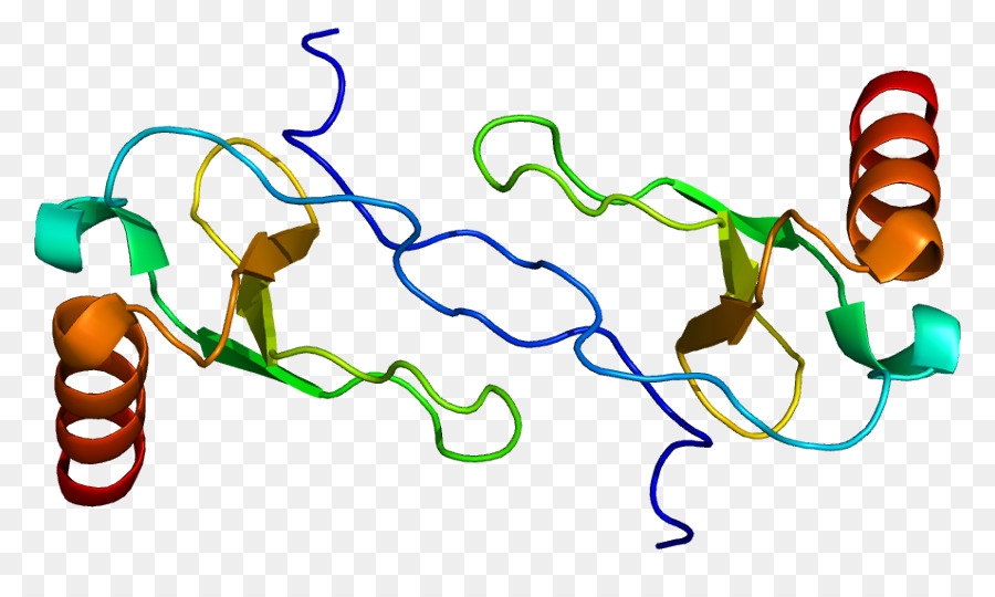 Structure Des Protéines，Biologie PNG