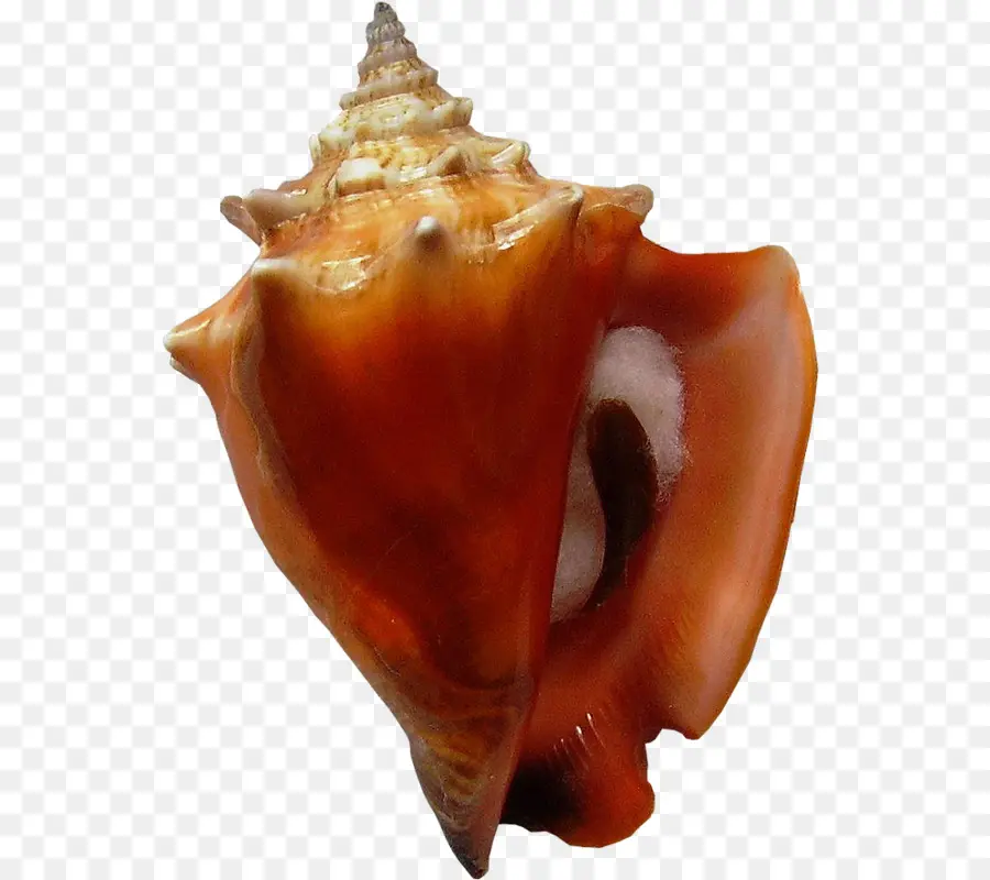 Coquillage，Coquille PNG