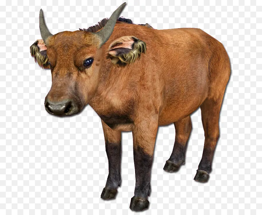 Vache Brune，Corne PNG