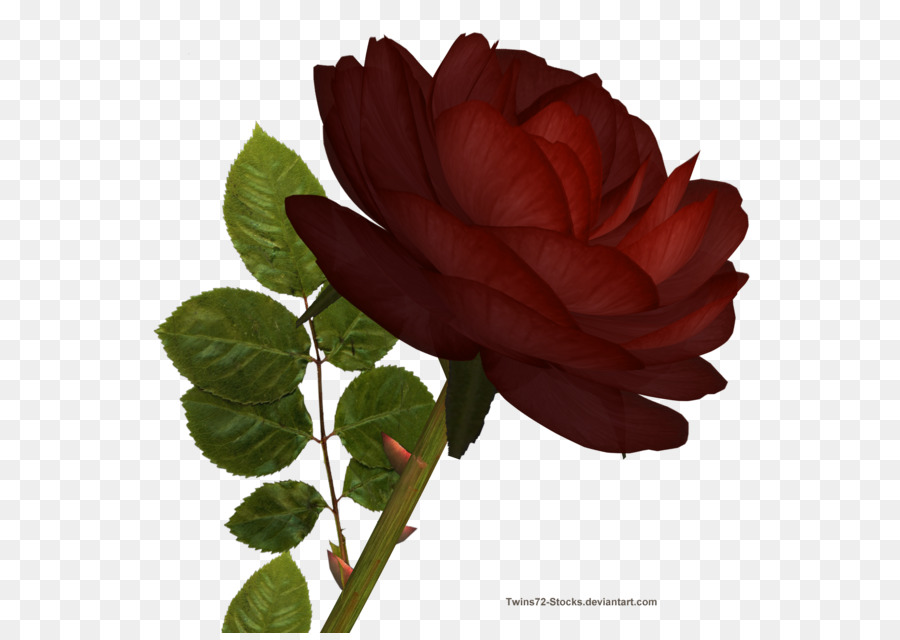 Rose Rouge，Floraison PNG